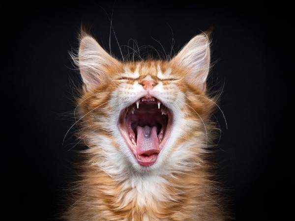 Afbeeldingen van Head shot of yawning red tabby Maine Coon kitten Orchidvalley isolated on black background