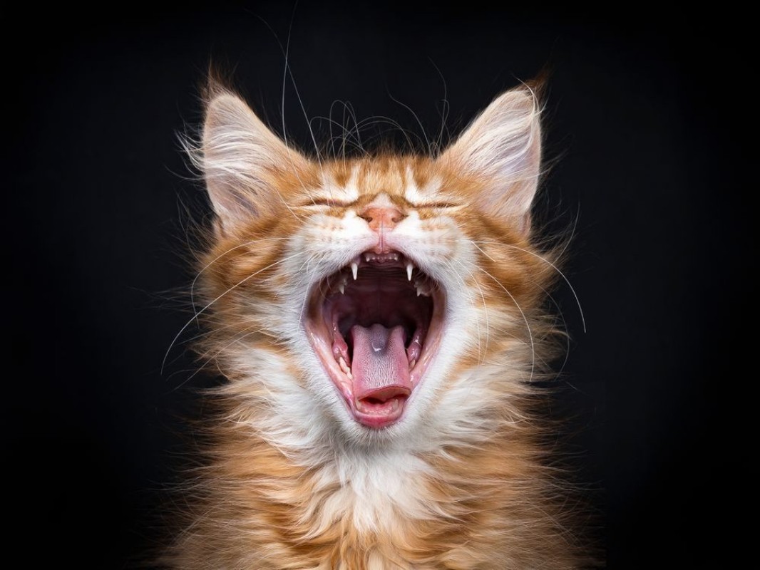 Bild på Head shot of yawning red tabby Maine Coon kitten Orchidvalley isolated on black background