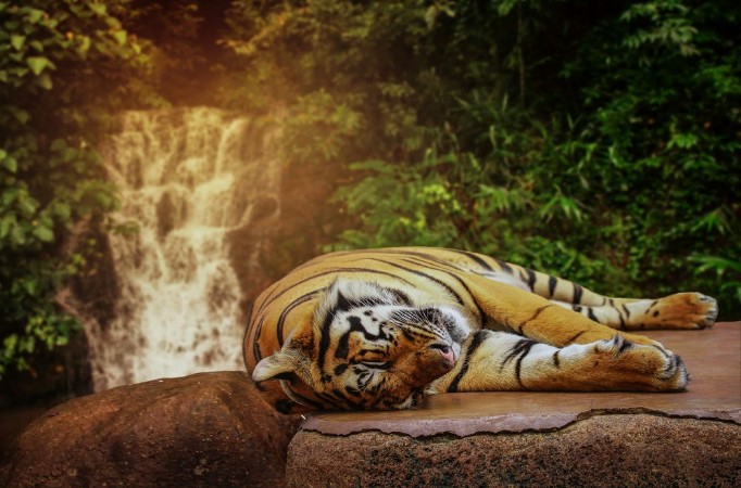 Picture of Tired Tiger
