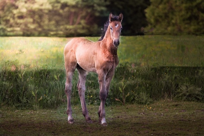 Bild på Foal in a forest during sunrise