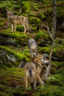 Image de Alaska wolf pack Canis lupus 