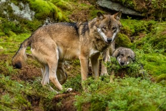 Bild von Alaska wolf pack Canis lupus 