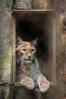 Image de Eurasian Lynx