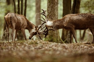 Afbeeldingen van Cerf brame combat fort mammifre roi bois bois sauvage animal