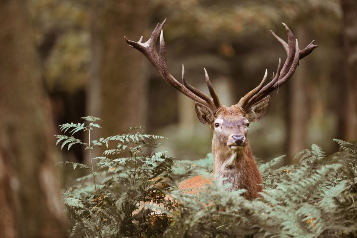 Picture of Peaking deer