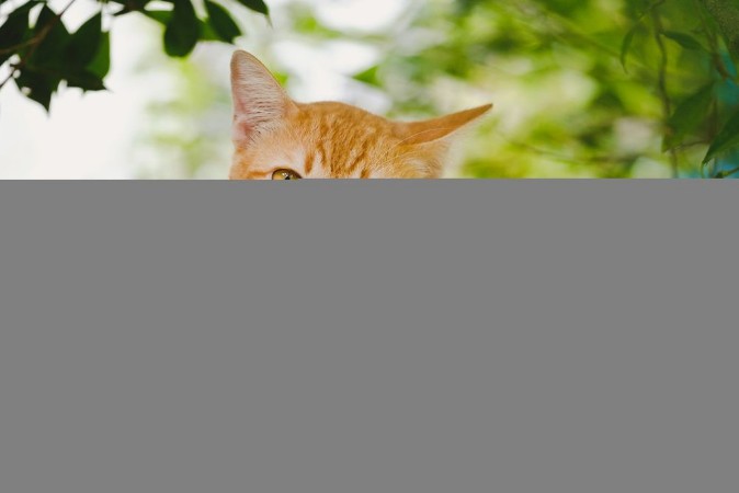 Picture of Cute orange cat in the garden It was happy after breakfast