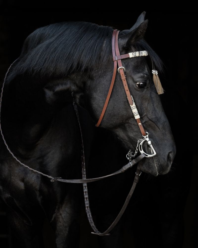 Image de Black horse in the bridle