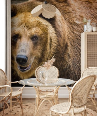 Afbeeldingen van Brown bear