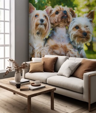 Image de Yorkshire terriers sitting in the basket outdoors