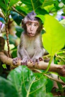 Bild von Bali monkey