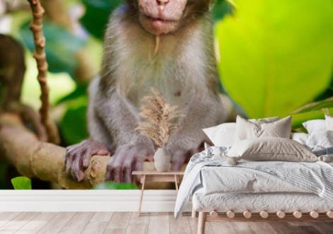 Bild von Bali monkey