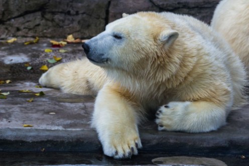 Afbeeldingen van Polar bear