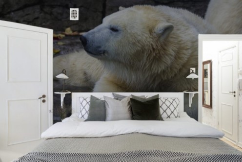 Afbeeldingen van Polar bear