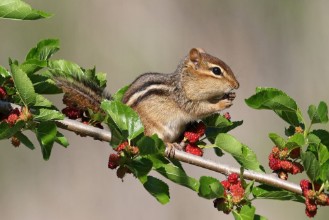 Obrázek Chipmunk