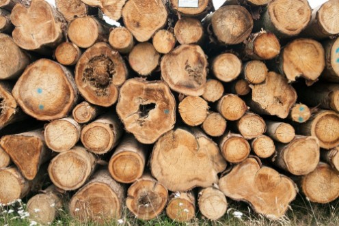 Picture of Timber logs