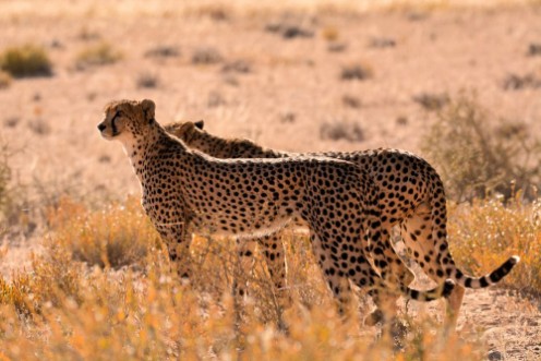 Afbeeldingen van Two male Cheetah smelling the air for the scent of prey