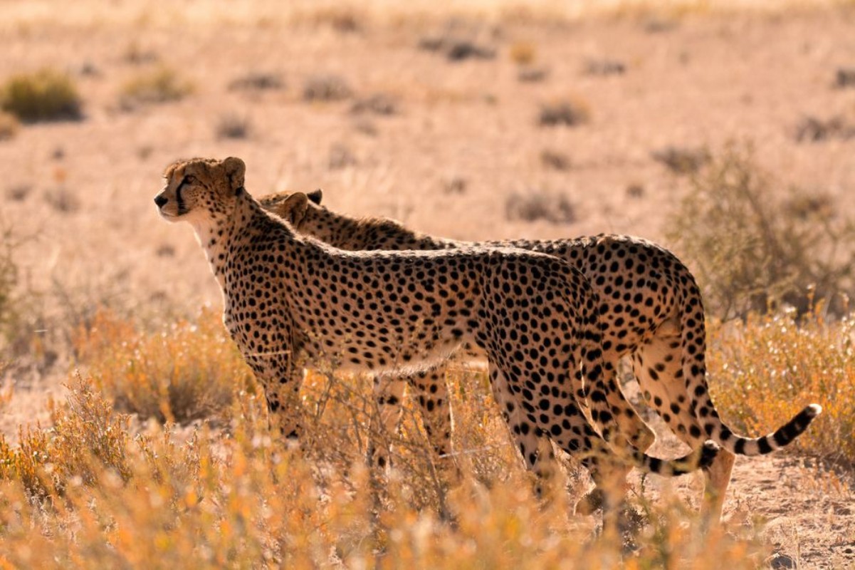 Picture of Two male Cheetah smelling the air for the scent of prey