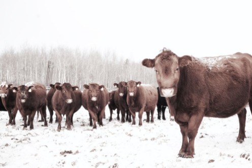 Bild på To be a farmer