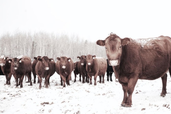 Attēls To be a farmer