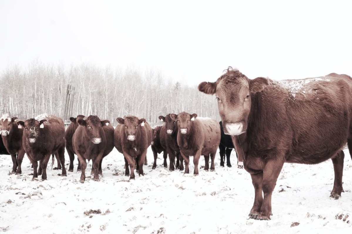 Image de To be a farmer