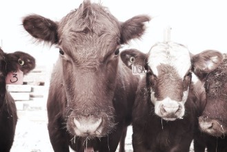 Picture of To be a farmer