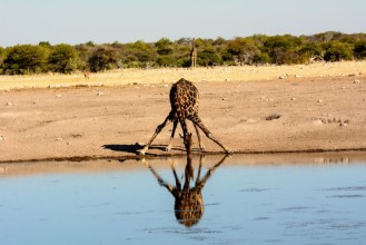 Εικόνα της Giraffe drinking water