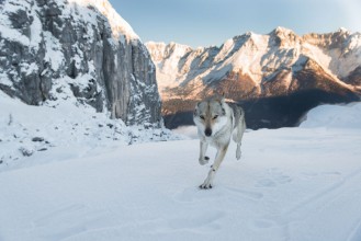 Afbeeldingen van Running wolf