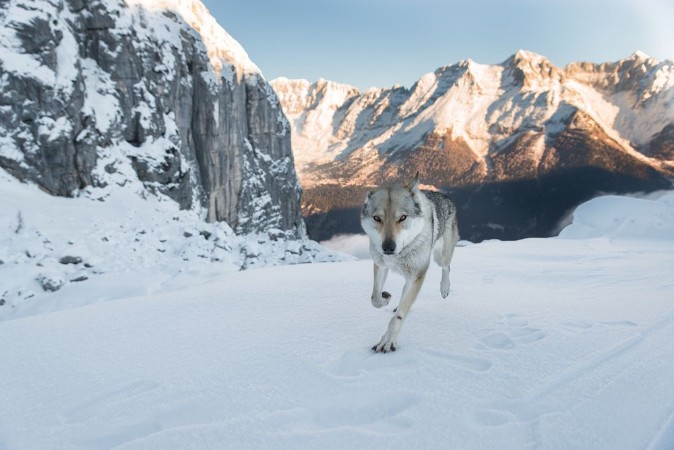 Picture of Running wolf