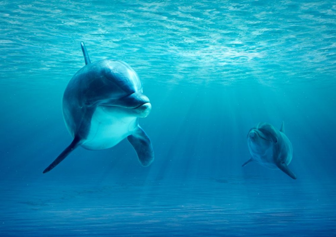 Снимка на Mama Dolphin