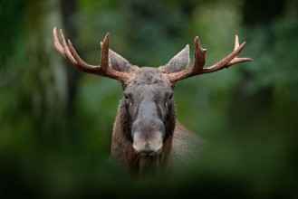 Slika Wildlife from Sweden