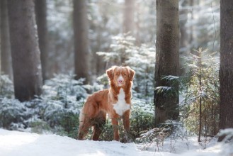 Attēls Dog in the snow