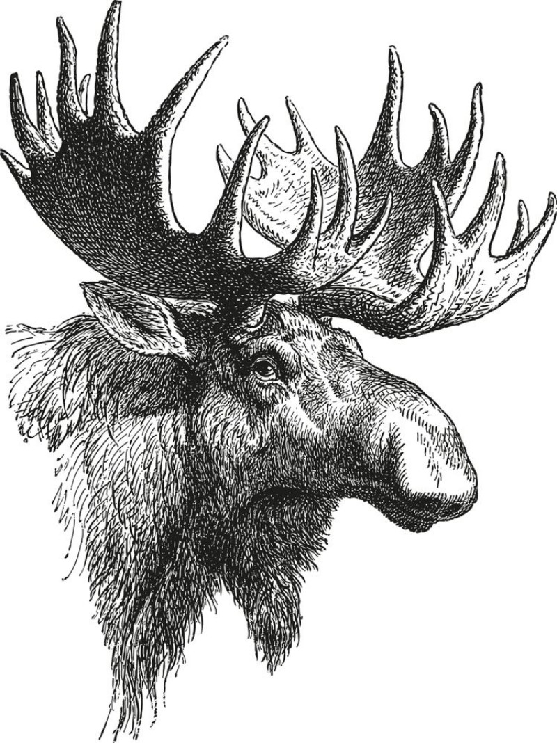 Picture of Vintage illustration