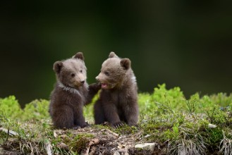 Obrazek Young cubs