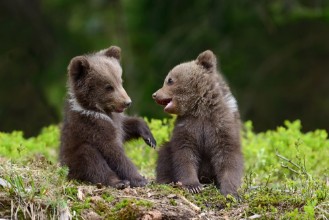 Kép Brown bear cubs