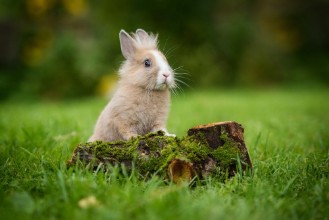 Εικόνα της Summer Rabbit