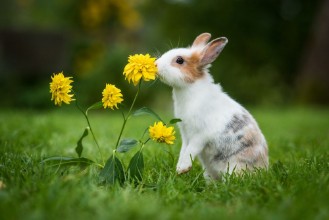 Ritratt ta’ Little rabbit in the garden