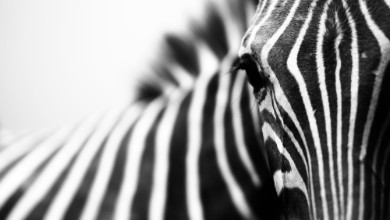 Afbeeldingen van Close-up