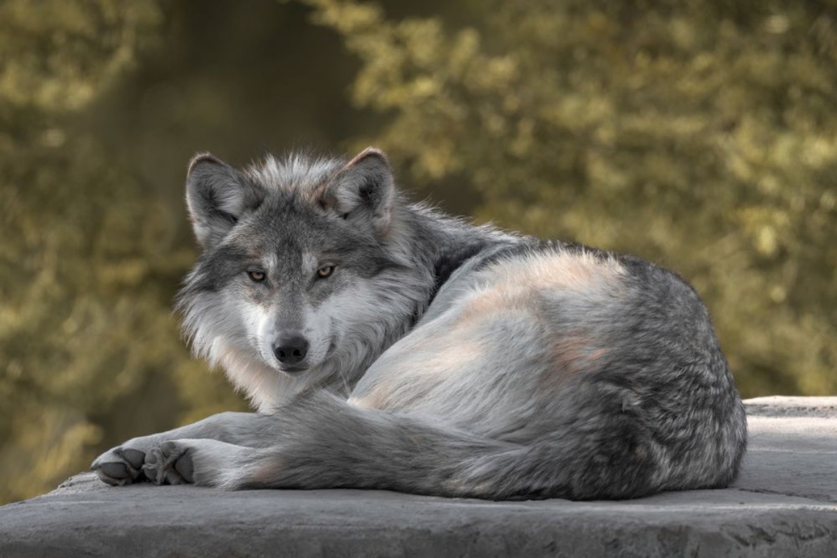 Bild von Resting wolf