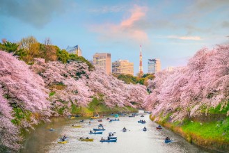 Ritratt ta’ Tokyo during sakura season