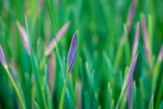 Picture of Ornamental grass I