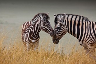 Picture of Zebre - Madre e figlio