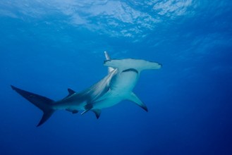 Bild von hammerhead shark