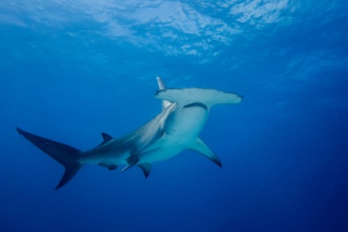 hammerhead shark photowallpaper Scandiwall