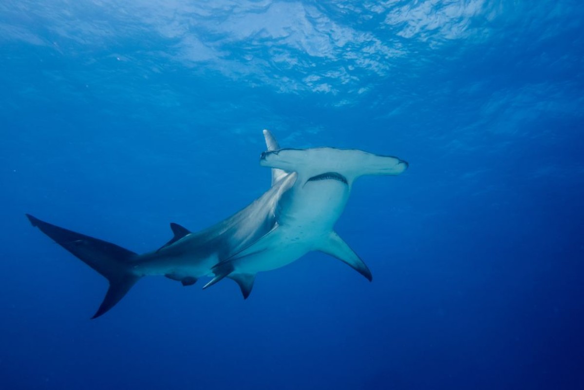 Picture of hammerhead shark