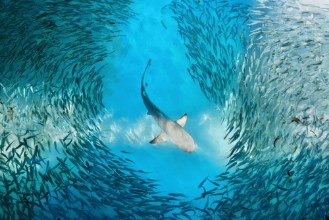 Pilt Shark and small fishes in ocean