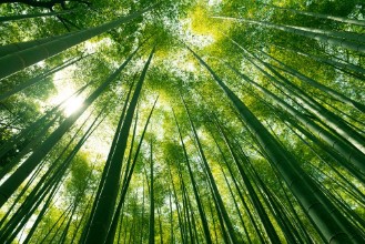 Bild von Arashiyama bamboo forest in Kyoto Japan