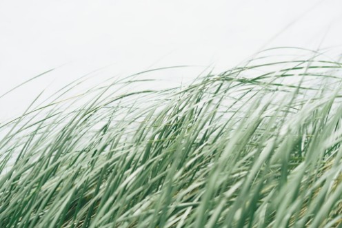 Picture of Windswept seagrass