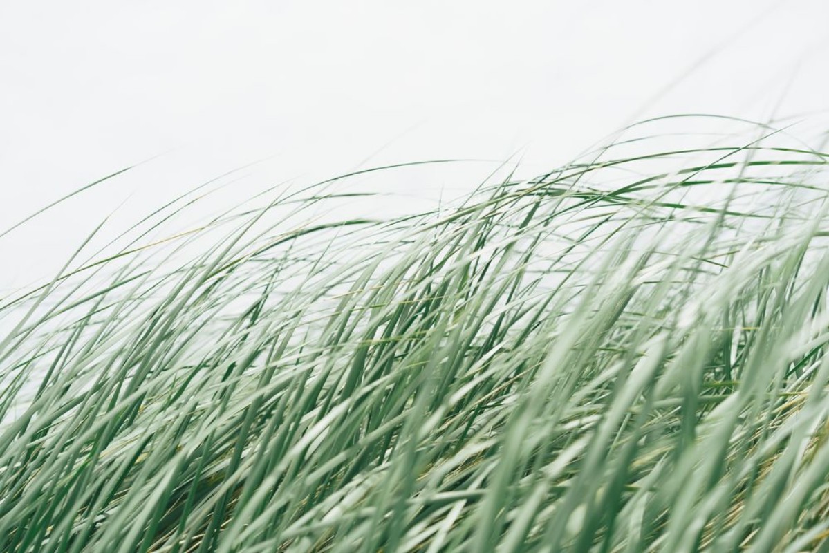 Picture of Windswept seagrass