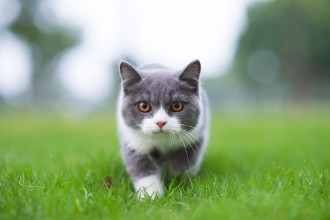 Image de British short-haired cat