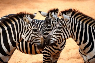 Imagen de Three Zebras